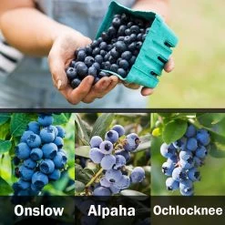 3-in-1 Blueberry Bush (Southern Highbush) 10 3-in-1 Blueberry Bush (Southern Highbush) -Garden Plant Store 3 up Southern 1