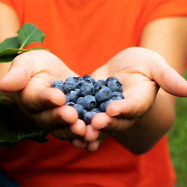 3-in-1 Blueberry Bush (Southern Highbush) 3 3-in-1 Blueberry Bush (Southern Highbush)