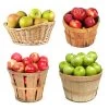 4-in-1 Apple Tree -Garden Plant Store 4 in 1 Apple 600x600 f3045961 5398 4298 ab46 f05694ca30e3