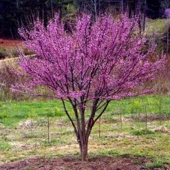 Ace Of Hearts Redbud Tree 10 Ace Of Hearts Redbud Tree -Garden Plant Store Ace of Hearts 1