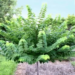 Ace Of Hearts Redbud Tree 9 Ace Of Hearts Redbud Tree -Garden Plant Store Ace of Hearts 2