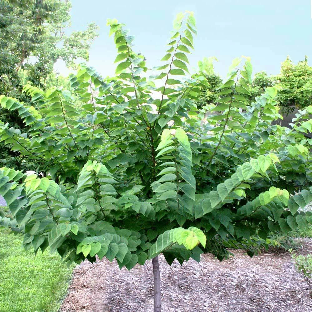 Ace Of Hearts Redbud Tree 5 Ace Of Hearts Redbud Tree - Image 3