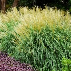 Adagio Maiden Grass 8 Adagio Maiden Grass -Garden Plant Store Adagio Madien Grass 3 FGT