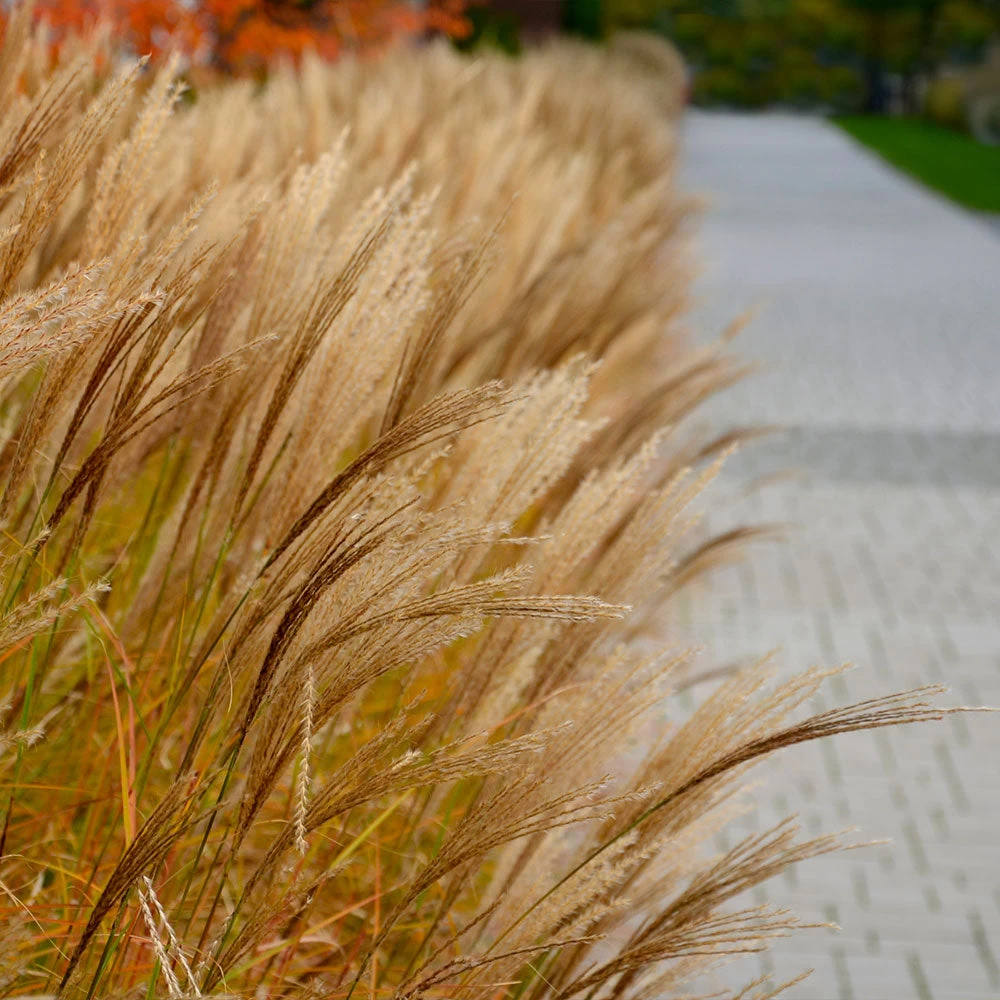 Adagio Maiden Grass 6 Adagio Maiden Grass - Image 4