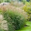 Adagio Maiden Grass 2 Adagio Maiden Grass -Garden Plant Store Adagio Madien Grass FGT 600x600 de825f1b 5b05 42aa 9a78 c9090da19d78