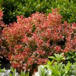 Admiration Barberry Shrub 8 Admiration Barberry Shrub -Garden Plant Store Admiration Barberry 1