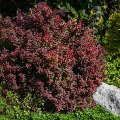 Admiration Barberry Shrub 9 Admiration Barberry Shrub -Garden Plant Store Admiration Barberry 2