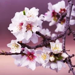 All-in-One Almond Tree -Garden Plant Store All in One Almond 3 213f37af fac9 49c5 8a19 0aa42ca679e9