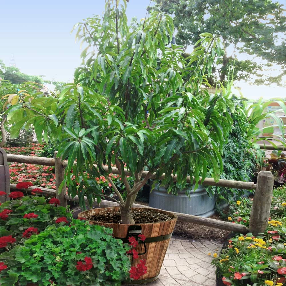 Alphonso Mango 4 Alphonso Mango - Image 3