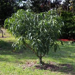 Alphonso Mango 13 Alphonso Mango -Garden Plant Store Alphonso Mango 6 FGT