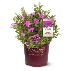 Autumn Amethyst® Encore® Azalea -Garden Plant Store Amathyst Encore Azalea 1