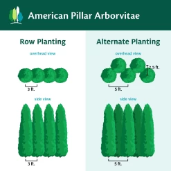 Full Speed A Hedge® American Pillar Arborvitae -Garden Plant Store AmericanPillarArborvitae