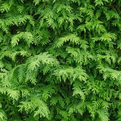 American Arborvitae -Garden Plant Store American Arborvitae