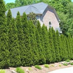Garden Plant Store -Garden Plant Store American Arborvitae 1 FGT