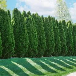 American Arborvitae -Garden Plant Store American Arborvitae 2 FGT