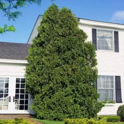 American Arborvitae -Garden Plant Store American Arborvitae 6