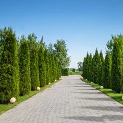 American Arborvitae -Garden Plant Store American Arborvitae 8 FGT