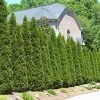 American Arborvitae -Garden Plant Store American Arborvitae FGT 600x600 66a6204b d353 41a4 b093 f749e6956bfc