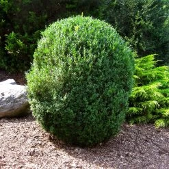 American Boxwood Shrub -Garden Plant Store American Boxwood 1 FGT