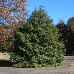 Greenleaf American Holly Shrub -Garden Plant Store American Holly Greenleaf 1 FGT