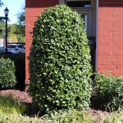 Greenleaf American Holly Shrub -Garden Plant Store American Holly Greenleaf 6 FGT