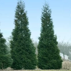 Full Speed A Hedge® American Pillar Arborvitae -Garden Plant Store American Pillar Arborvitae 1