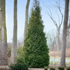 Full Speed A Hedge® American Pillar Arborvitae -Garden Plant Store American Pillar Arborvitae 2