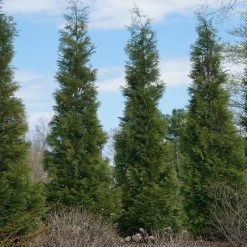 Full Speed A Hedge® American Pillar Arborvitae -Garden Plant Store American Pillar Arborvitae 3