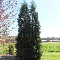 Full Speed A Hedge® American Pillar Arborvitae -Garden Plant Store American Pillar Arborvitae 5 FGT