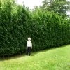 Full Speed A Hedge® American Pillar Arborvitae -Garden Plant Store American Pillar Arborvitae 600x600 15bd0c00 a879 48d7 a20e 597115f67062