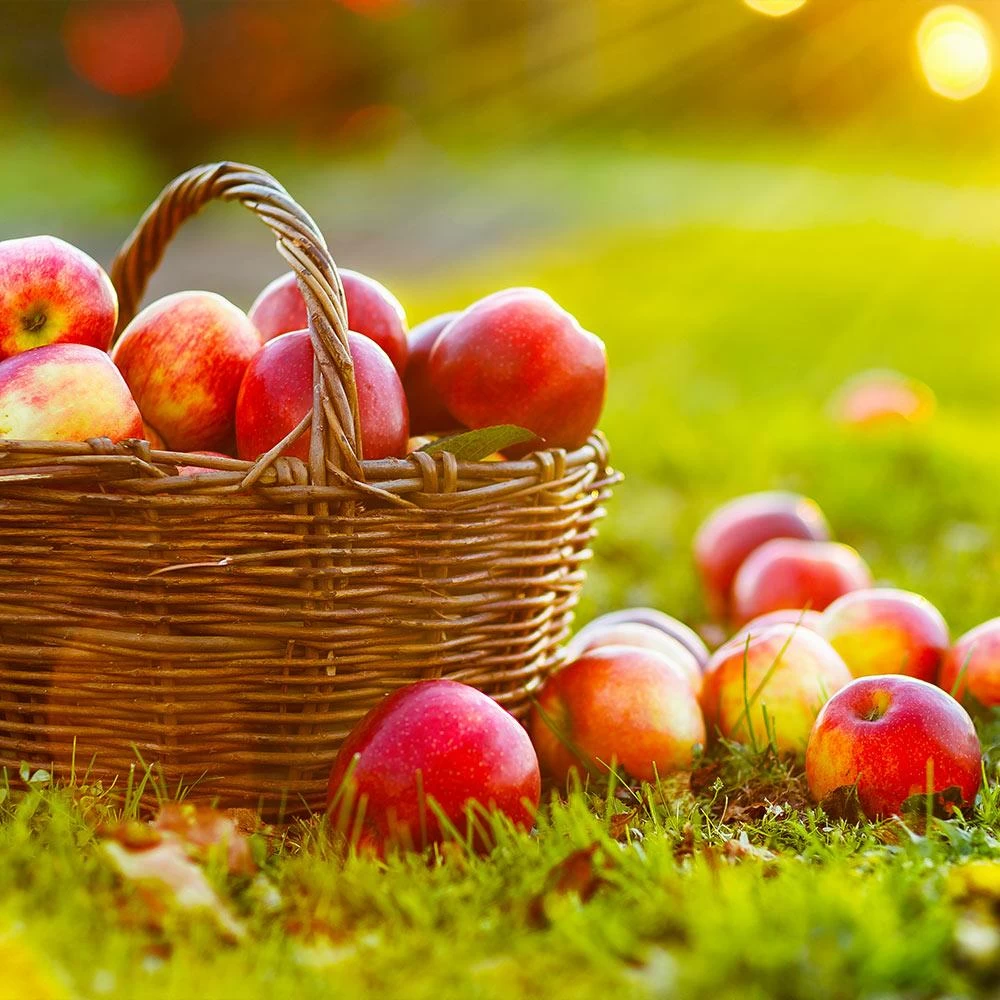 Anna Apple Tree 4 Anna Apple Tree - Image 2