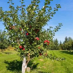 Anna Apple Tree 9 Anna Apple Tree -Garden Plant Store Anna Apple 5 18fd1efa 6104 495b b124 94041e7fae48