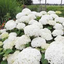 Annabelle Hydrangea Shrub 9 Annabelle Hydrangea Shrub -Garden Plant Store Annabelle Hydrangea 1 FGT
