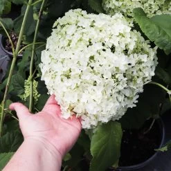 Annabelle Hydrangea Shrub 10 Annabelle Hydrangea Shrub -Garden Plant Store Annabelle Hydrangea 3