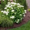 Annabelle Hydrangea Shrub -Garden Plant Store Annabelle Hydrangea FGT 600x600 a3d21665 a3bb 4898 b22d a5d51cf51abe