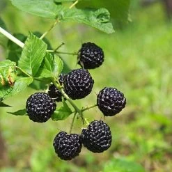 Apache Blackberry - USDA Organic 8 Apache Blackberry - USDA Organic -Garden Plant Store Apache Blackberry 450 D1 4179cffd f3d4 477a bfba 36257375e93a