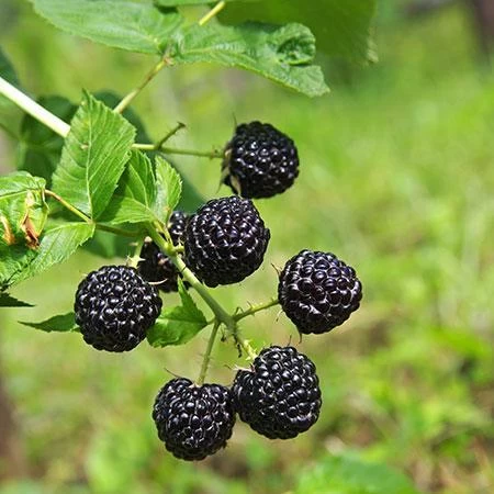 Apache Blackberry - USDA Organic 5 Apache Blackberry - USDA Organic - Image 3
