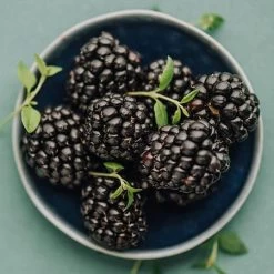 Apache Blackberry - USDA Organic 9 Apache Blackberry - USDA Organic -Garden Plant Store Apache Blackberry 450 D2 0178c099 4324 413f a424 048cda519a64