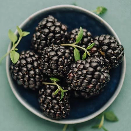 Apache Blackberry - USDA Organic 6 Apache Blackberry - USDA Organic - Image 4