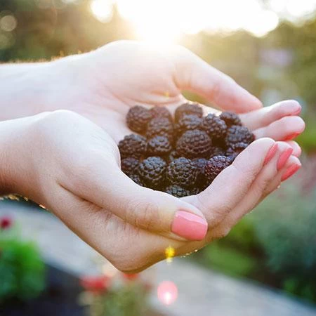 Apache Blackberry - USDA Organic 4 Apache Blackberry - USDA Organic - Image 2