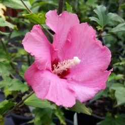 Aphrodite Rose Of Sharon Althea Shrub -Garden Plant Store Aphrodite Rose of Sharon 1