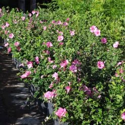 Aphrodite Rose Of Sharon Althea Shrub -Garden Plant Store Aphrodite Rose of Sharon 6 FGT