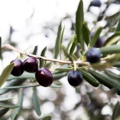 Arbequina Olive Tree - USDA Organic 10 Arbequina Olive Tree - USDA Organic -Garden Plant Store Arbequina Olive 2 FGT 59db1ad0 ae94 44e8 a3fd ed29b67f0ba4