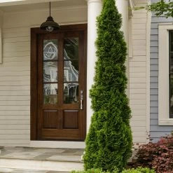 Degroot's Spire Thuja Arborvitae Tree -Garden Plant Store Arborvitae degroots Spire 3