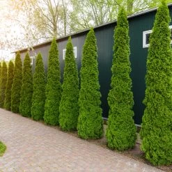 Degroot's Spire Thuja Arborvitae Tree -Garden Plant Store Arborvitae degroots Spire 6 FGT