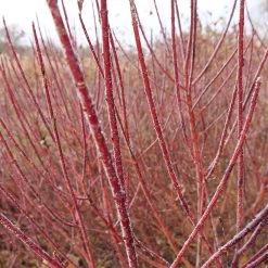 Arctic Fire® Red Twig Dogwood -Garden Plant Store Arctic Fire Twig Dogwood 3
