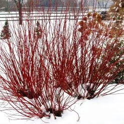Arctic Fire® Red Twig Dogwood -Garden Plant Store Arctic Fire Twig Dogwood 5 FGT