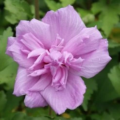 Ardens Rose Of Sharon Althea Shrub -Garden Plant Store Ardens Rose of Sharon 3