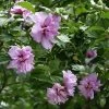 Ardens Rose Of Sharon Althea Shrub -Garden Plant Store Ardens Rose of Sharon FGT 600x600 457c9491 47ef 4aa0 8317 eab1882be387