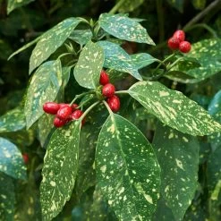 Japanese Gold Dust Aucuba Shrub -Garden Plant Store Aucuba Japonica Gold Dust 2 FGT